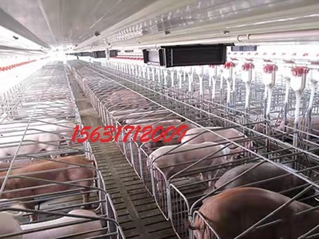 猪场自动喂料设备自动喂料线的塞盘料线的特点